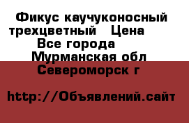 Фикус каучуконосный трехцветный › Цена ­ 500 - Все города  »    . Мурманская обл.,Североморск г.